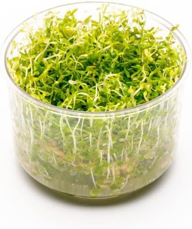 Ultum Nature Systems Rotala Mexicana Bangladesh Tissue Culture Live Plant for Aquarium, Freshwater Fish Tank, Aquascaping - 100% Snail Free in Vitro