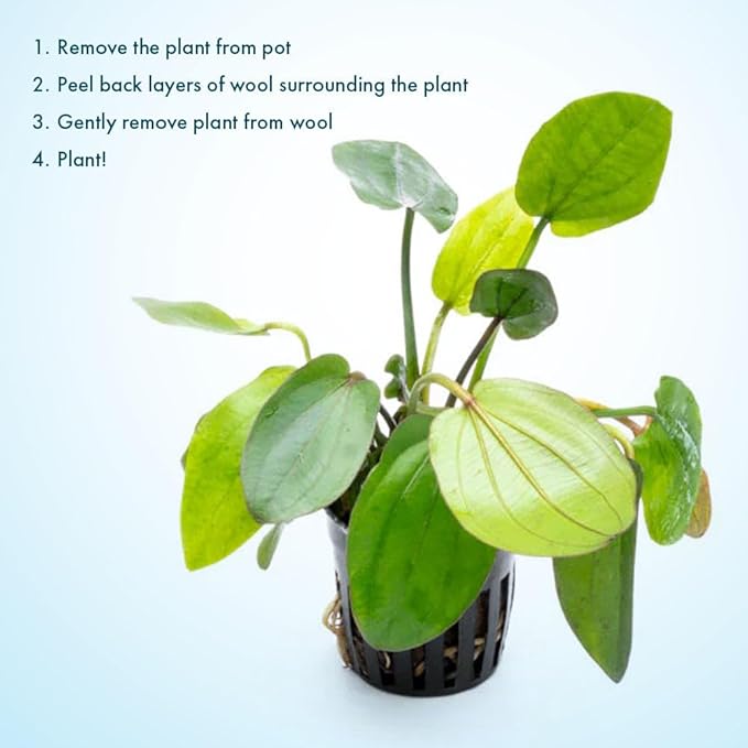 Live Plants - Echinodorus ‘Horizontalis Variegated’ - Moderate to High Light, Green Variegated Accent, Midground to Background, Freshwater Aquatic Plant - Pot