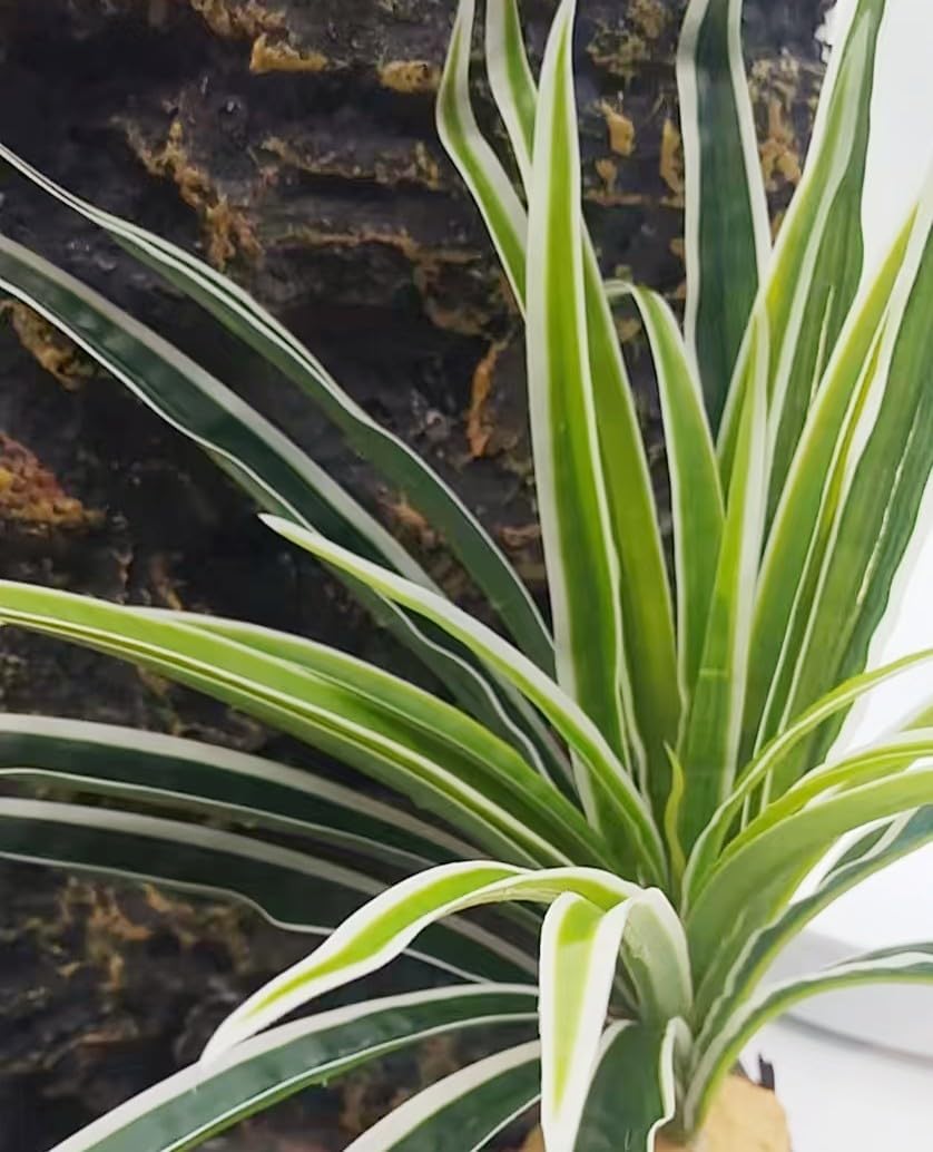 Reptile Terrarium Decor, Bearded Dragon Tank Accessories,Spider Plants for Crested Gecko Leopard Lizard Chameleon Ball Python Snake Frog