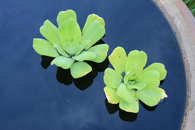 Water Lettuce - Easy Live Pond Floating Plant