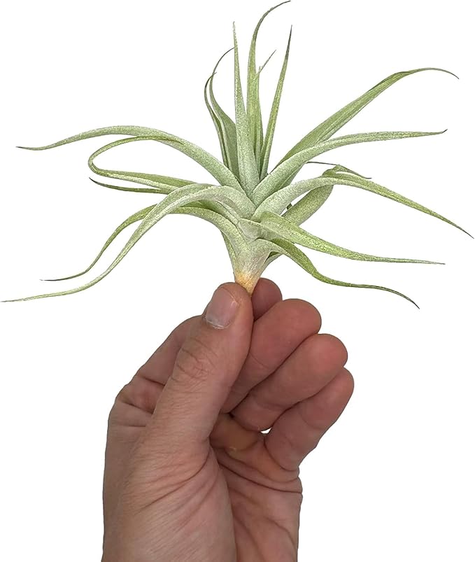 Live Air Plants - Tillandsia Albida 3-5" - 5ct – ragnaroc Live Indoor Plant - Live Arrival Guaranteed - House Plants for Home Decor & Gift