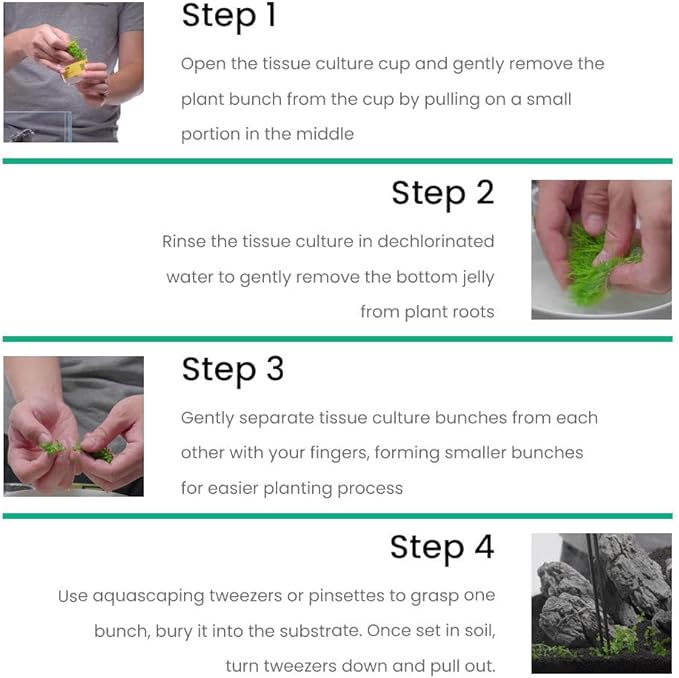 UNS Snail Free TC Jwala Crypt (Cryptocoryne spiralis 'Jwala') - Medium Light, Green-Red Aquatic Plant, Midground to Background Placement - Rosette Growth - Tissue Culture - 1 Pack