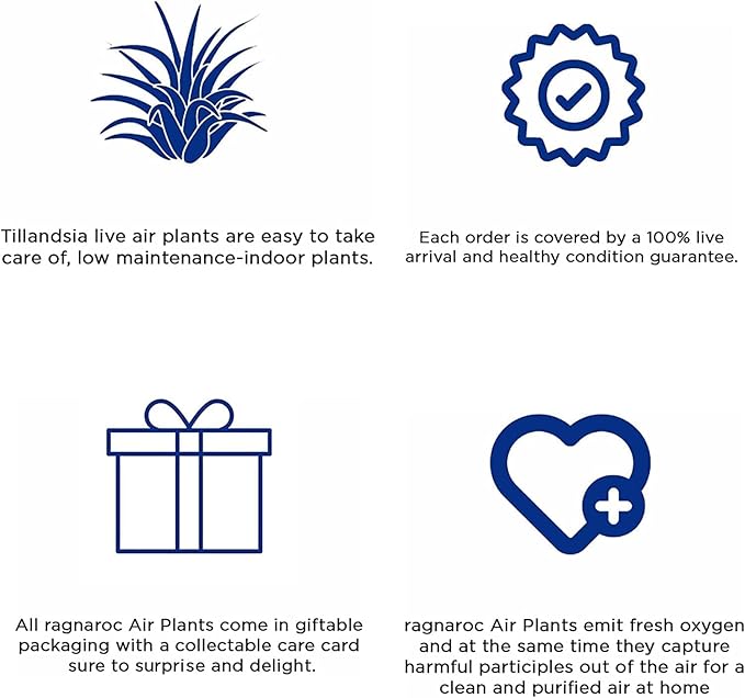 Air Plants - Tillandsia Funckiana, Large 5" - 3ct - Live Arrival Guaranteed - House Plants for Home Decor & Gift