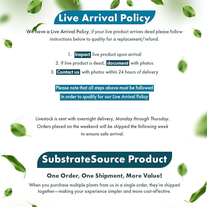 Live Plants – Chai Hygrophila (Hygrophila lancea 'Chai') – Medium to High Light, Pink and Reddish Accent Aquatic Plant, Midground Placement – Stem Growth – Pot – 1 Pack