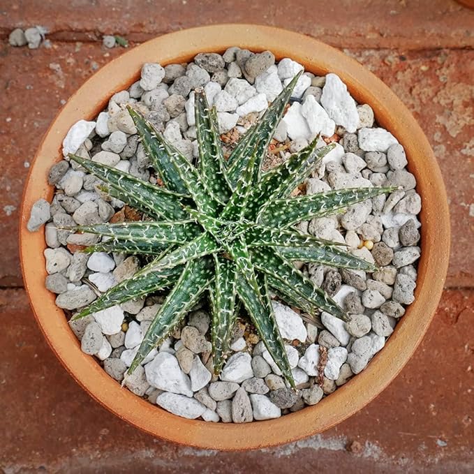 TOYPOPOR Horticultural Bonsai Pumice Succulent Cactus Plants Garden Turface Pumice Gravel Rock Tree Soil Additive Faster Draining Blend, Optimal Drainage, Improves Soil Aeration and Promotes Root 6lbs