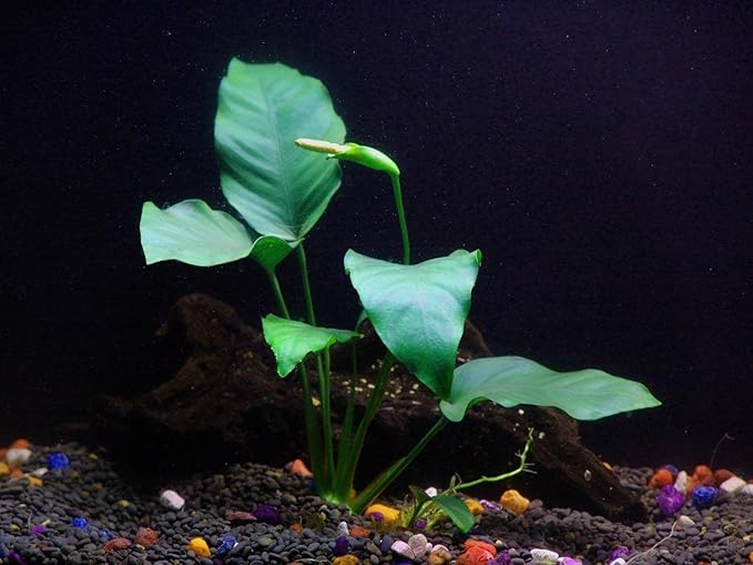 6 Species Aquarium Plants Package - Java Fern (Microsorum), Anubias (Anubias Barteri), Hornwort (Ceratophyllum demersum), Swords (Echinodorus), Moneywort (Bacopa), Cryptocoryne Green (Cryptocoryne)