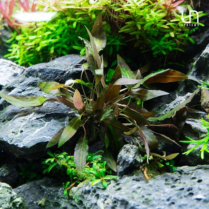 Ultum Nature Systems Cryptocoryne Beckettii Water Trumpet Tissue Culture Live Plant for Aquarium, Aquascape, Freshwater Fish Tanks - 100% Snail Free in Vitro