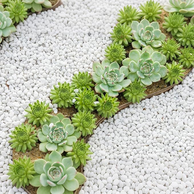 Mr. Fireglass 5 lbs White Pebbles,1/5" Natural Decorative River Rocks Aquarium Gravel for Indoor Plants, Vases, Succulents and Outdoor Garden Landscaping