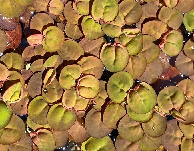 10 Plus Red Root Floater Plants Phyllanthus fluitans Floating Pond Plant Live Aquarium Floating Plants Create Shade and Hiding for Your Fish and Other inhabitants