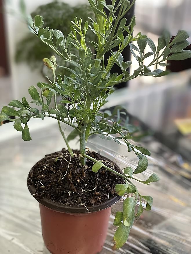 ruda rue Full Plant with Root, GREEN