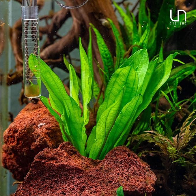 Ultum Nature Systems Live Tissue Culture - Echinodorus 'Reni' (Echinodorus reni) - Easy - Medium to High Light - Red and Green Accent - Midground - 100% Snail Free Grown in-Vitro - Small Cup