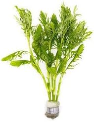 Live Aquarium Stem Plants - Freshwater Aquatic Plant for Fish Tanks, Aquascaping - (Water Wisteria Hygrophila Difformis, 1 Bunch)