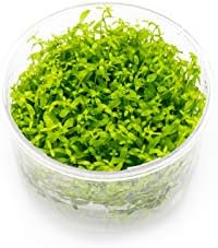 Ultum Nature Systems Pearl Weed Micranthemum Micranthemoides Tissue Culture Live Plant for Aquarium, Aquascape, Freshwater Fish Tanks - 100% Snail Free in Vitro