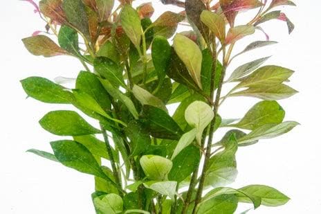 Live Aquarium Stem Plants - Freshwater Aquatic Plant for Fish Tanks, Aquascaping - (Ludwigia Repens, 4 Bunches)