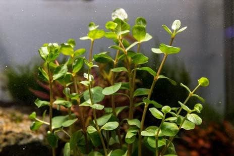 Live Aquarium Stem Plants - Freshwater Aquatic Plant for Fish Tanks, Aquascaping - (Rotala Ceylon, 4 Bunches)