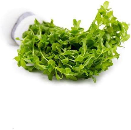 Live Aquarium Stem Plants - Freshwater Aquatic Plant for Fish Tanks, Aquascaping - (Pearl Weed Hemianthus Micranthemoides, 1 Bunch)