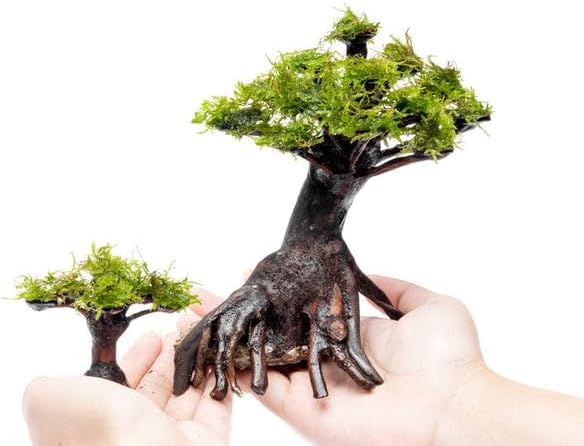 Live Aquarium Plants on Driftwood, Lava Rock, Moss, Fiber Mat - Freshwater Fish Tanks - Easy, Beginner Friendly (Moss on Bonsai Tree, (Small))