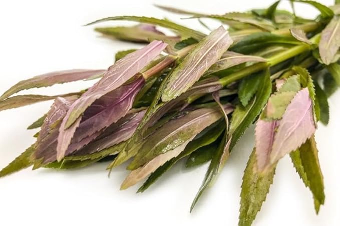 Live Aquarium Stem Plants - Freshwater Aquatic Plant for Fish Tanks, Aquascaping - (Limnophila Aromatica, 4 Bunches)