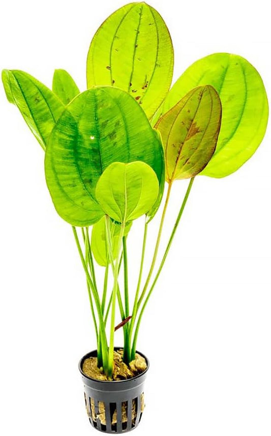 Echinodorus Yellow Sun Sword Live Plant for Freshwater Aquariums, Natural Fish Tank Decorations, and Aquatic Decor (1 Pot (2-3 Plants))