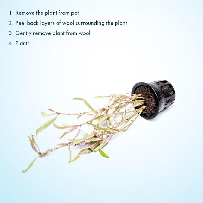 Live Plants – Chai Hygrophila (Hygrophila lancea 'Chai') – Medium to High Light, Pink and Reddish Accent Aquatic Plant, Midground Placement – Stem Growth – Pot – 1 Pack