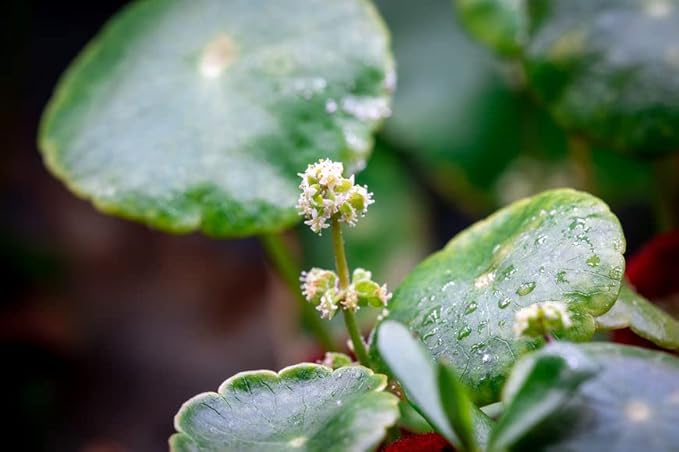 Live Aquarium Stem Plants - Freshwater Aquatic Plant for Fish Tanks, Aquascaping - (Hydrocotyle Verticillata, 1 Bunch)
