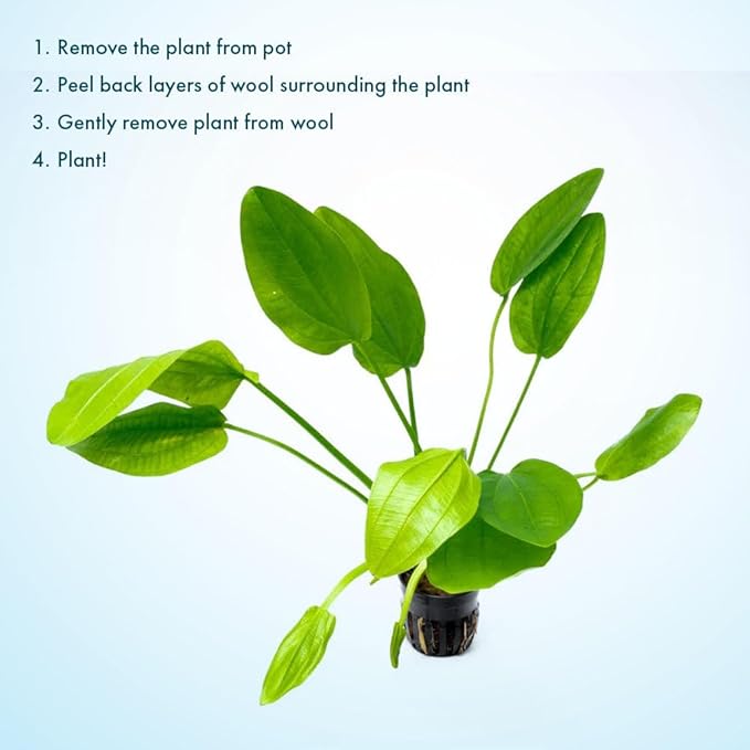 Live Plants - Argentine Sword (Echinodorus ascherianus) - Low to Medium Light, Bright Green Accent for Background Freshwater Aquarium Aquascaping - Pot