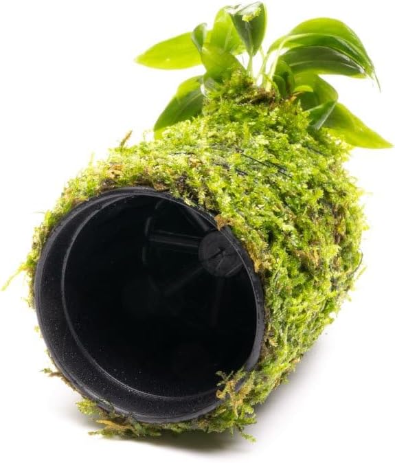 Live Aquarium Plants on Driftwood, Lava Rock, Moss, Fiber Mat - Freshwater Fish Tanks - Easy, Beginner Friendly (Anubias Minima on Christmas Moss Tower)