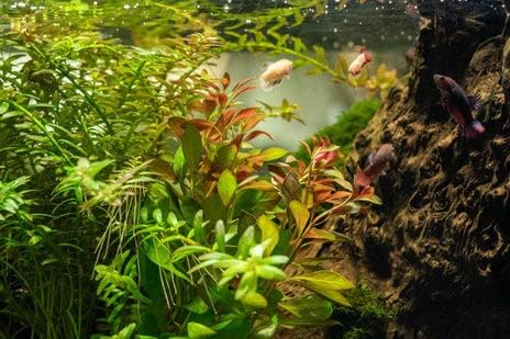 Live Aquarium Stem Plants - Freshwater Aquatic Plant for Fish Tanks, Aquascaping - (Ludwigia Repens, 4 Bunches)