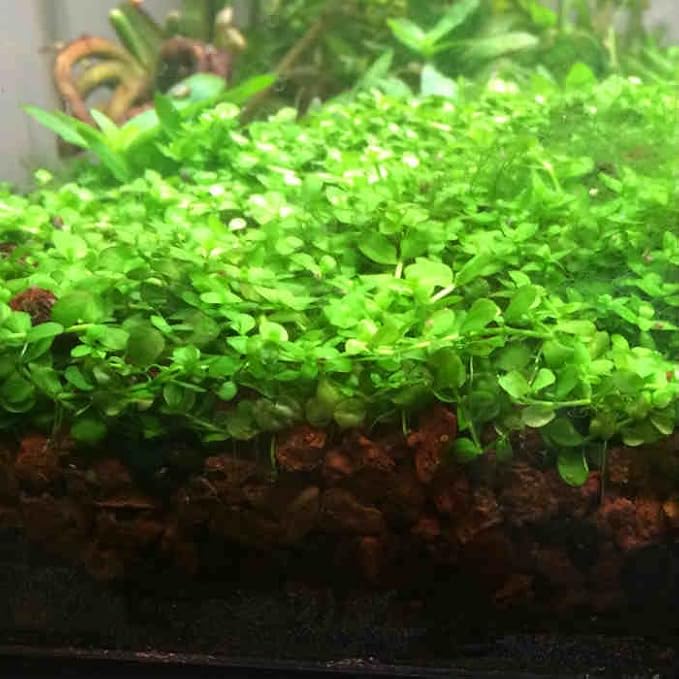 Foreground Potted Live Aquarium Plants | Freshwater Aquatic Plants for Aquariums (Potted Monte Carlo)