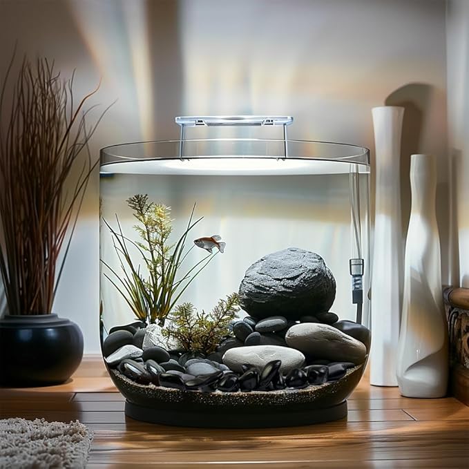 HappyFiller 18 LB Black Pebbles Decorative Polished Terrarium Rocks Stones for Aquarium,Fish Turtle Tank,Fountain,Plants Top Dressing,Cactus,Succulents,Garden Landscaping,0.8-1.6 Inch