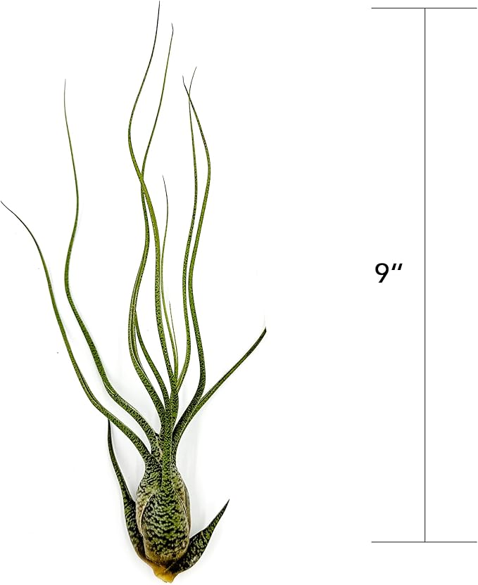 Live Air Plants - Tillandsia Butzii, Jumbo 7-9" - 2ct - Live Arrival Guaranteed - House Plants for Home Decor & Gift