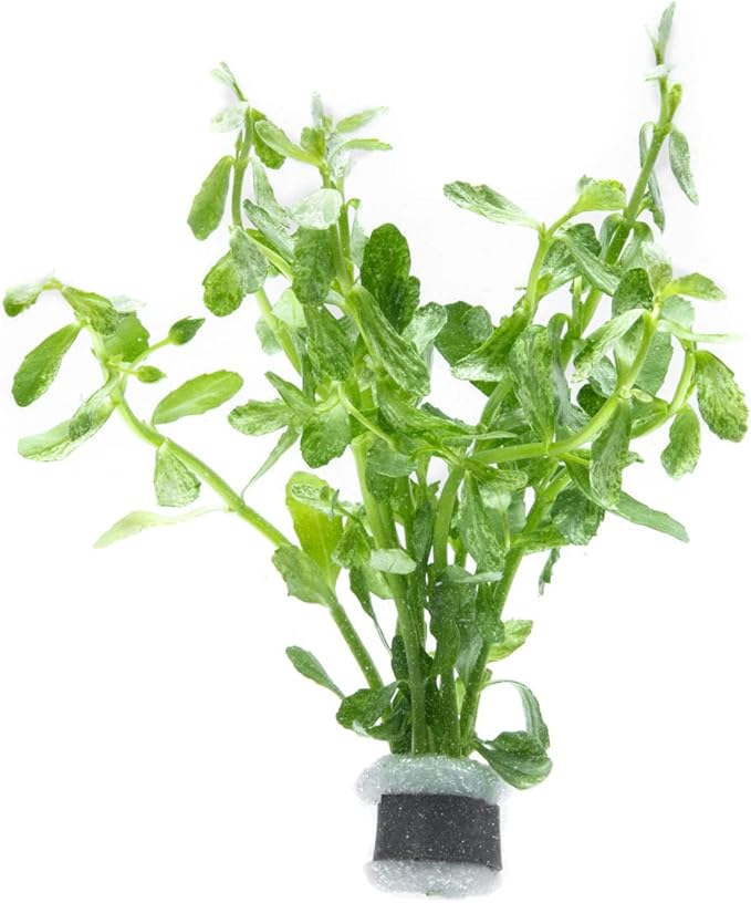 Live Aquarium Stem Plants - Freshwater Aquatic Plant for Fish Tanks, Aquascaping - (Bacopa Monnieri Variegatus, 1 Bunch)