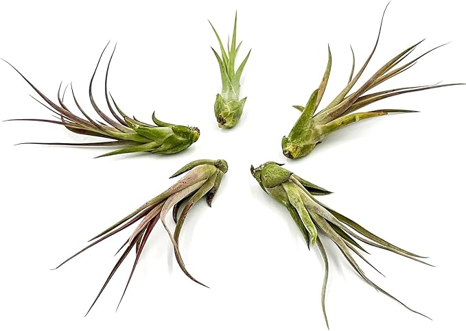 Live Air Plant – Tillandsia Capiput, Jumbo 6-9” - 2 ct - Live Arrival Guaranteed - House Plants for Home Decor & Gift