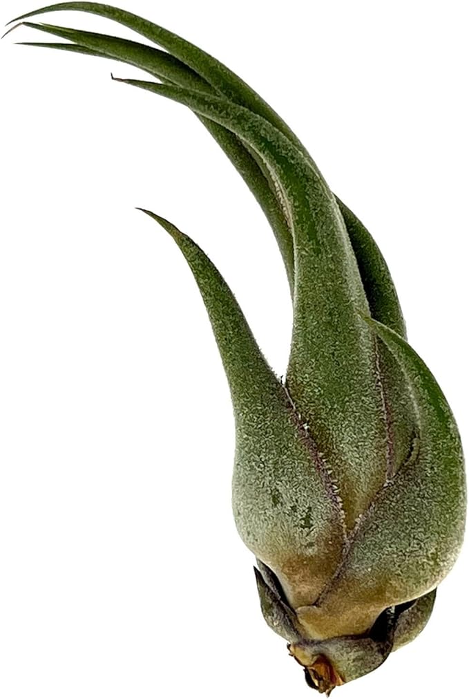 Air Plants - Tillandsia Seleriana, Large 4-6" - 5ct - Live Arrival Guaranteed - House Plants for Home Decor & Gift