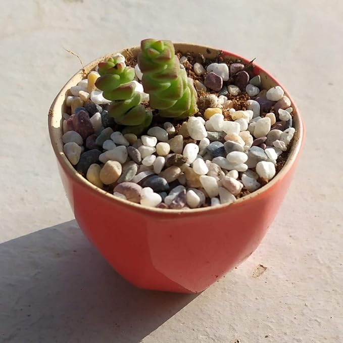 TOYPOPOR 6LB Succulent and Cactus Gravel Pebbles, 1/5 Inch Natural Decorative Polished Stones, River Rocks for Plants, Vases, Aquariums, Terrarium and Outdoor Gardening, Mixed Color