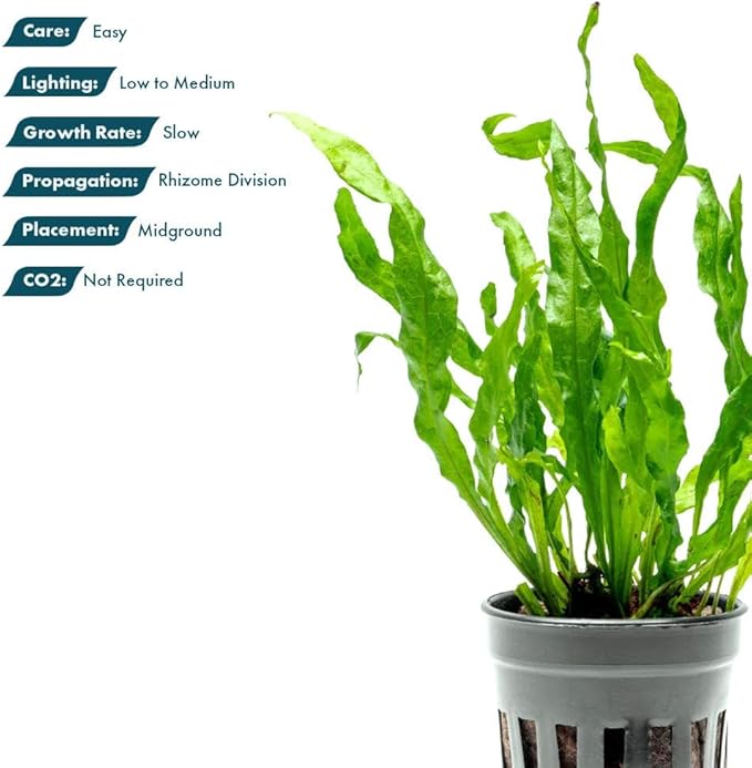Live Plants - Java Fern ‘Flaming’ (Microsorum pteropus 'Flaming') - Low to Medium Light, Bright Green Accent Aquatic Plant, Midground Placement - Rhizome Growth - Pot, 5 Pack