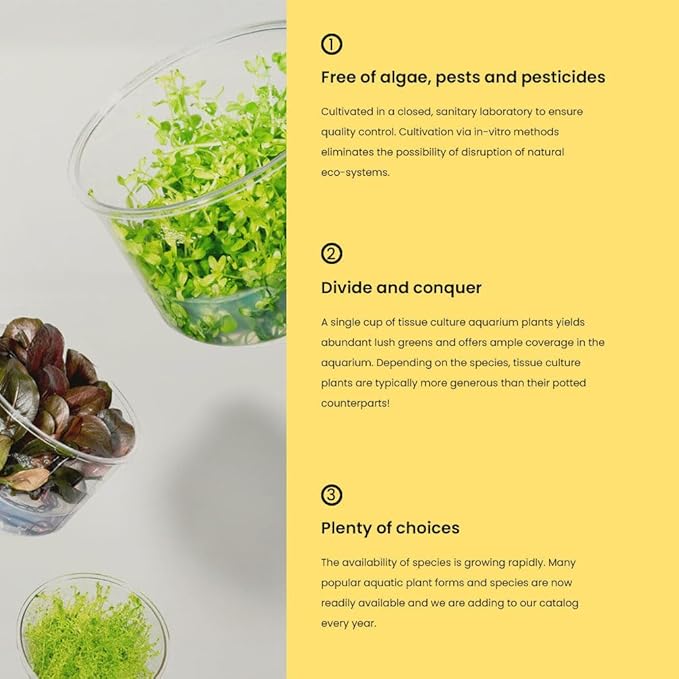 UNS Snail Free TC Bucephalandra Kedagang Japan (Bucephalandra sp. 'Kedagang Japan') - Low to Medium Light, Dark Green Leaves, Foreground to Midground - Tissue Culture - 1 Pack