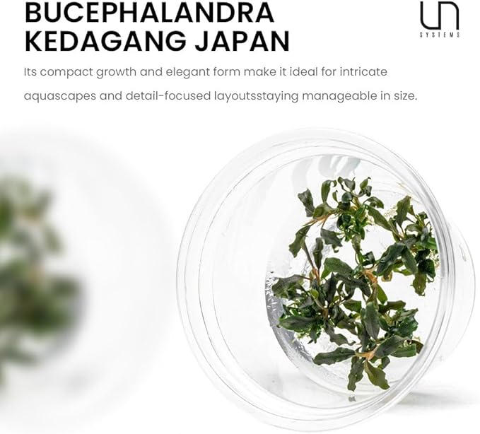 UNS Snail Free TC Bucephalandra Kedagang Japan (Bucephalandra sp. 'Kedagang Japan') - Low to Medium Light, Dark Green Leaves, Foreground to Midground - Tissue Culture - 1 Pack