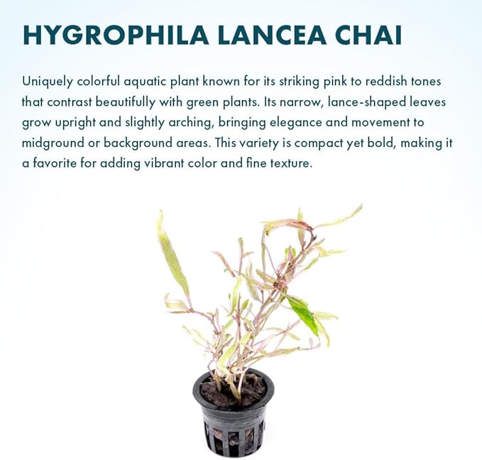 Live Plants – Chai Hygrophila (Hygrophila lancea 'Chai') – Medium to High Light, Pink and Reddish Accent Aquatic Plant, Midground Placement – Stem Growth – Pot – 1 Pack