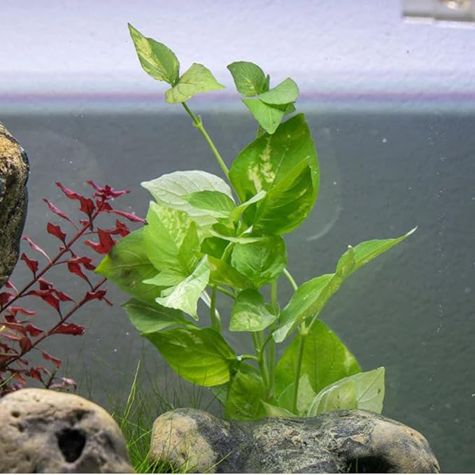 Live Plants – Variegated Hygrophila (Nomaphila variegatus) – Medium Light, Green and White Accent Freshwater Aquatic Stem Plant, Midground to Background Placement – Pot, 1 Pack