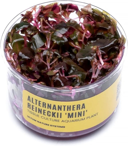 Ultum Nature Systems Mini Alternanthera Reineckii Red Stem Tissue Culture Live Plant for Aquarium, Aquascape, Freshwater Fish Tanks - 100% Snail Free in Vitro