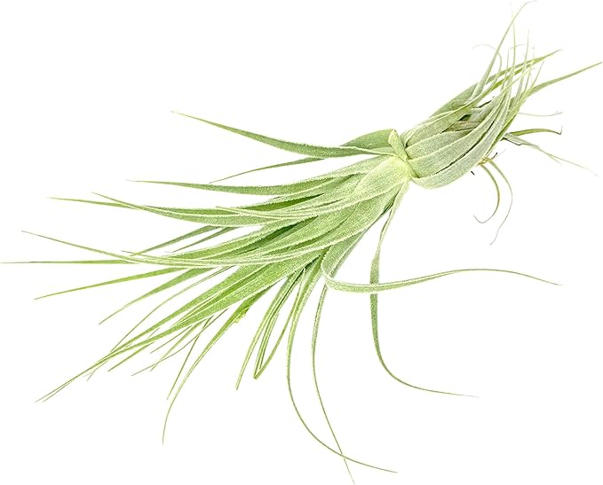 Live Air Plant - Tillandsia Gardneri 5-7” - ragnaroc Rare Collectors Indoor Tropical Plant - Live Arrival Guaranteed - House Plants for Home Decor & Gift