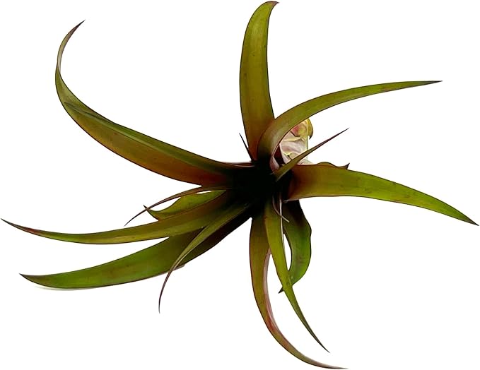 Air Plants - Tillandsia Red Capitata, Large 5-7” - 3 ct - Live Arrival Guaranteed - House Plants for Home Decor & Gift