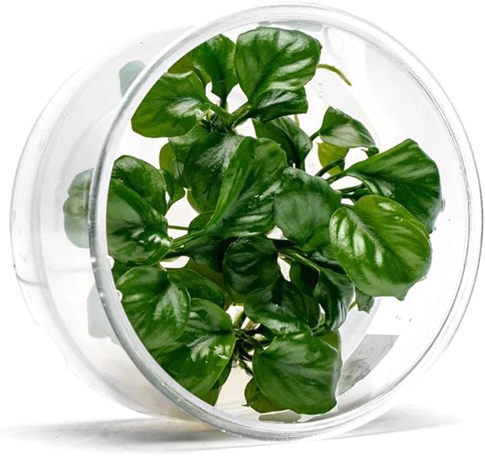 UNS Snail Free TC Anubias Golden Coin (Anubias sp.) – Low Light, Bright Green Color, Foreground to Midground Aquarium Placement for Beginner, Rounded Leaf - Tissue Culture, 1 Pack