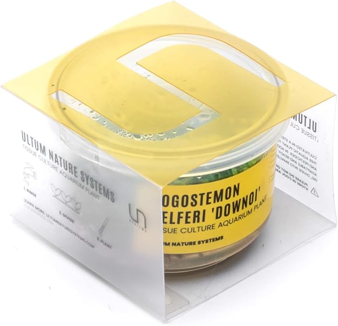 Ultum Nature Systems Downoi Pogostemon Helferi Tissue Culture Live Plant for Aquarium, Aquascape, Freshwater Fish Tanks - 100% Snail Free in Vitro