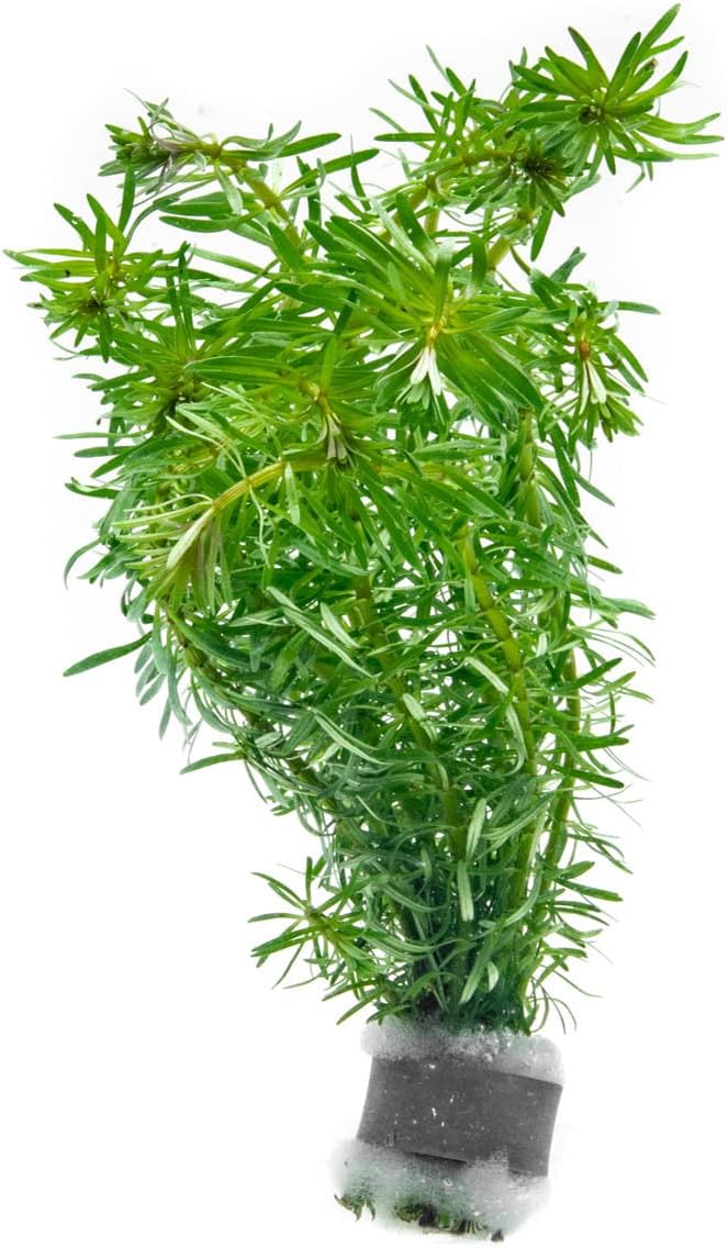 Live Aquarium Stem Plants - Freshwater Aquatic Plant for Fish Tanks, Aquascaping - (Rotala Bossii, 1 Bunch)