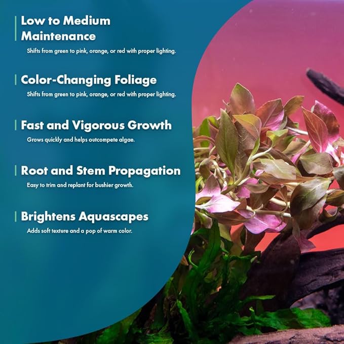 Live Plant - Ludwigia Ovalis - Easy Care, Moderate to High Light, Green to Orange Accent, Freshwater Aquatic Plant for Aquascaping - Lead Bunch