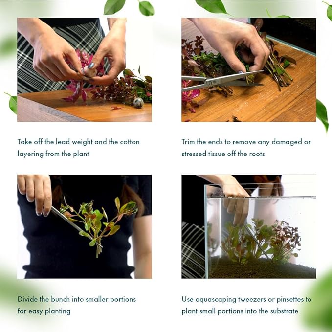 Live Plants – Mini Rice Paddy Herb (Limnophila aromatica) – Medium to High Light, Green to Reddish-Purple, Midground Accent – Lead Bunch, 1 Pack