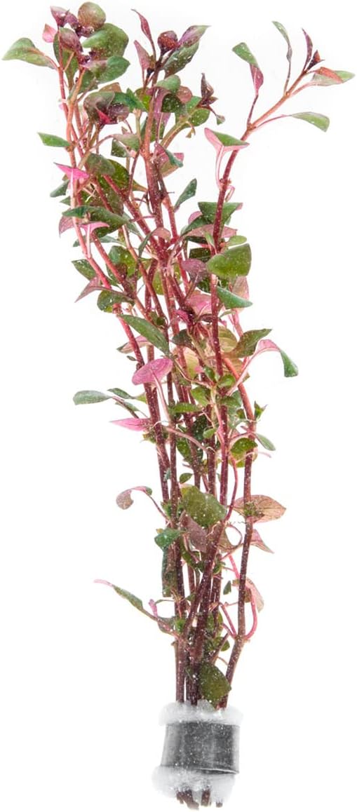 Live Aquarium Red Stem Plants - Freshwater Aquatic Plant for Fish Tanks, Aquascaping - (Ludwigia Natans Super, 1 Bunch)