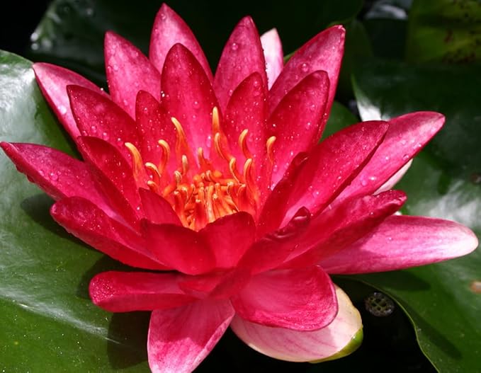 Live Hardy Water Lily Tubers Rhizomes Bulb Seed Nymphaea Aquatic Pond Plants Water Gardens Pre-Grown Flower in White Pink Red Yellow Orange Blue Purple (1, 3 Pk Hardy Lily Mix)